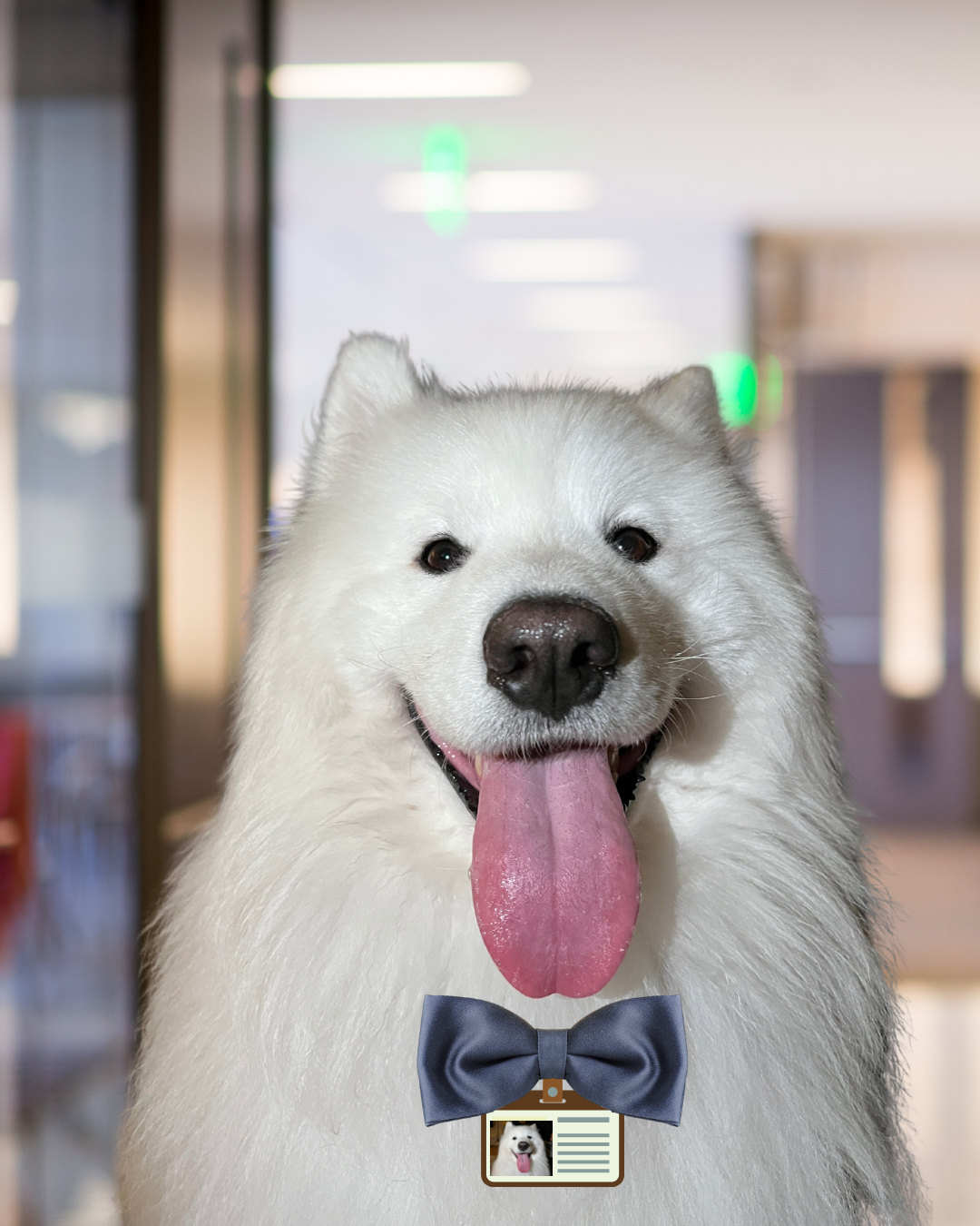 Mochi — Chief Morale Officer